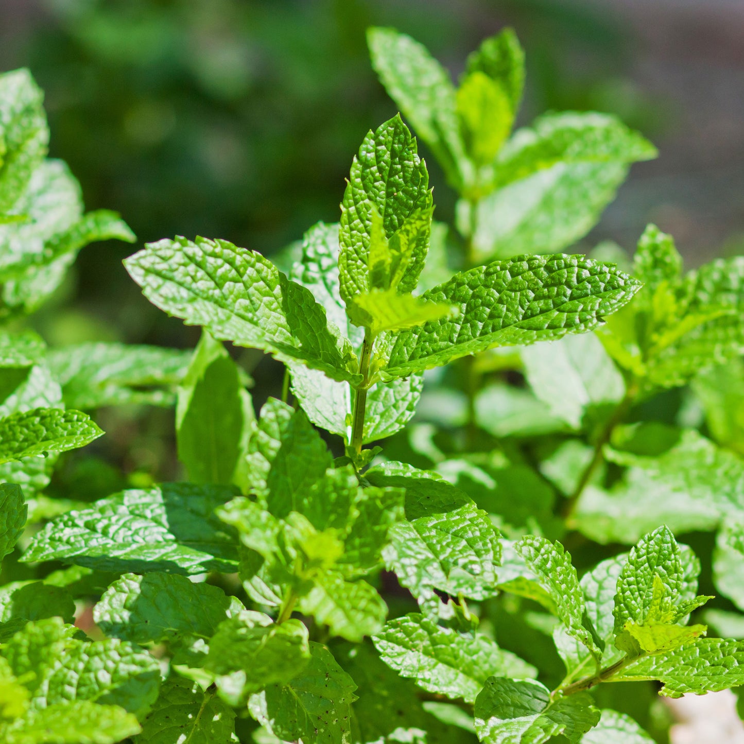 Hakka Essential Oil - Japanese Mint