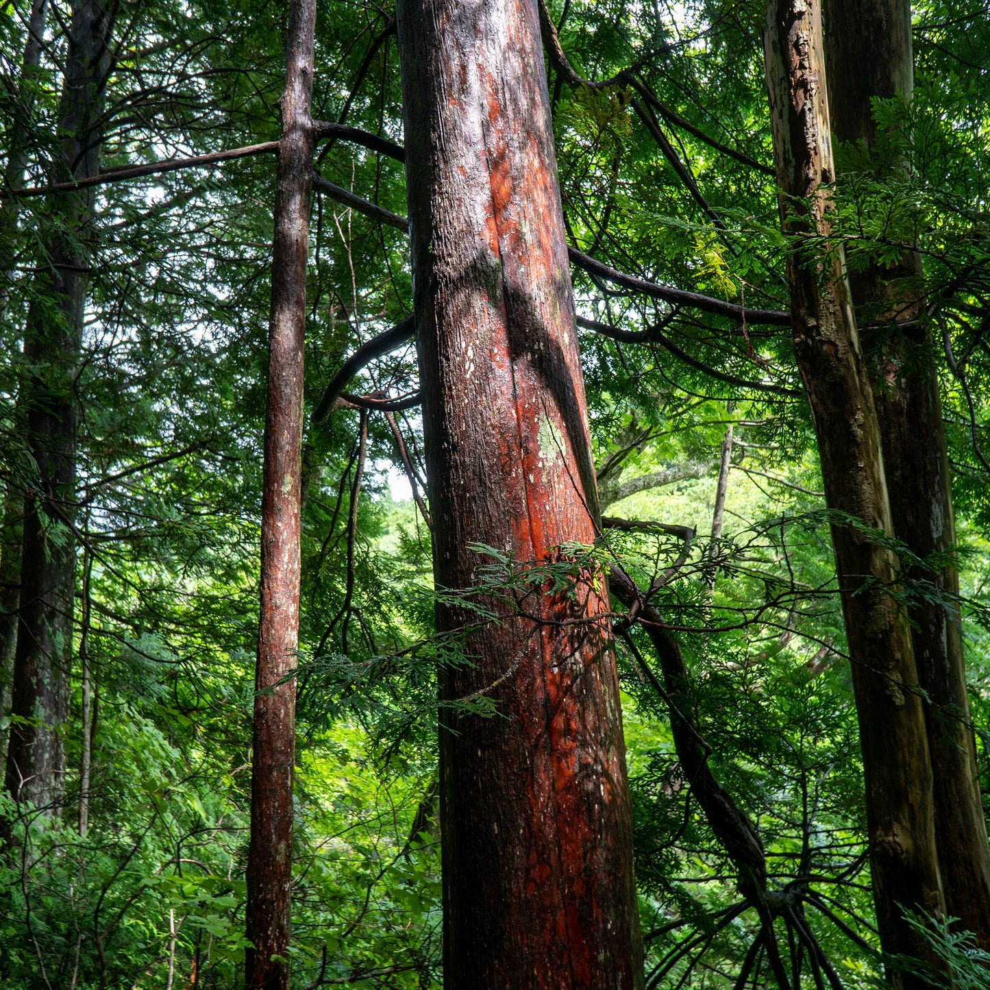 Hiba Essential Oil - Japanese Hiba cedarwood