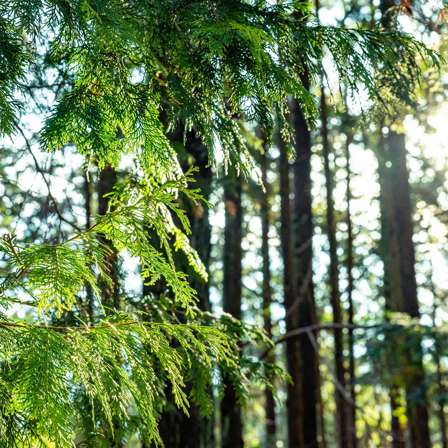 Hinoki Essential Oil - Japanese Cypress Wood