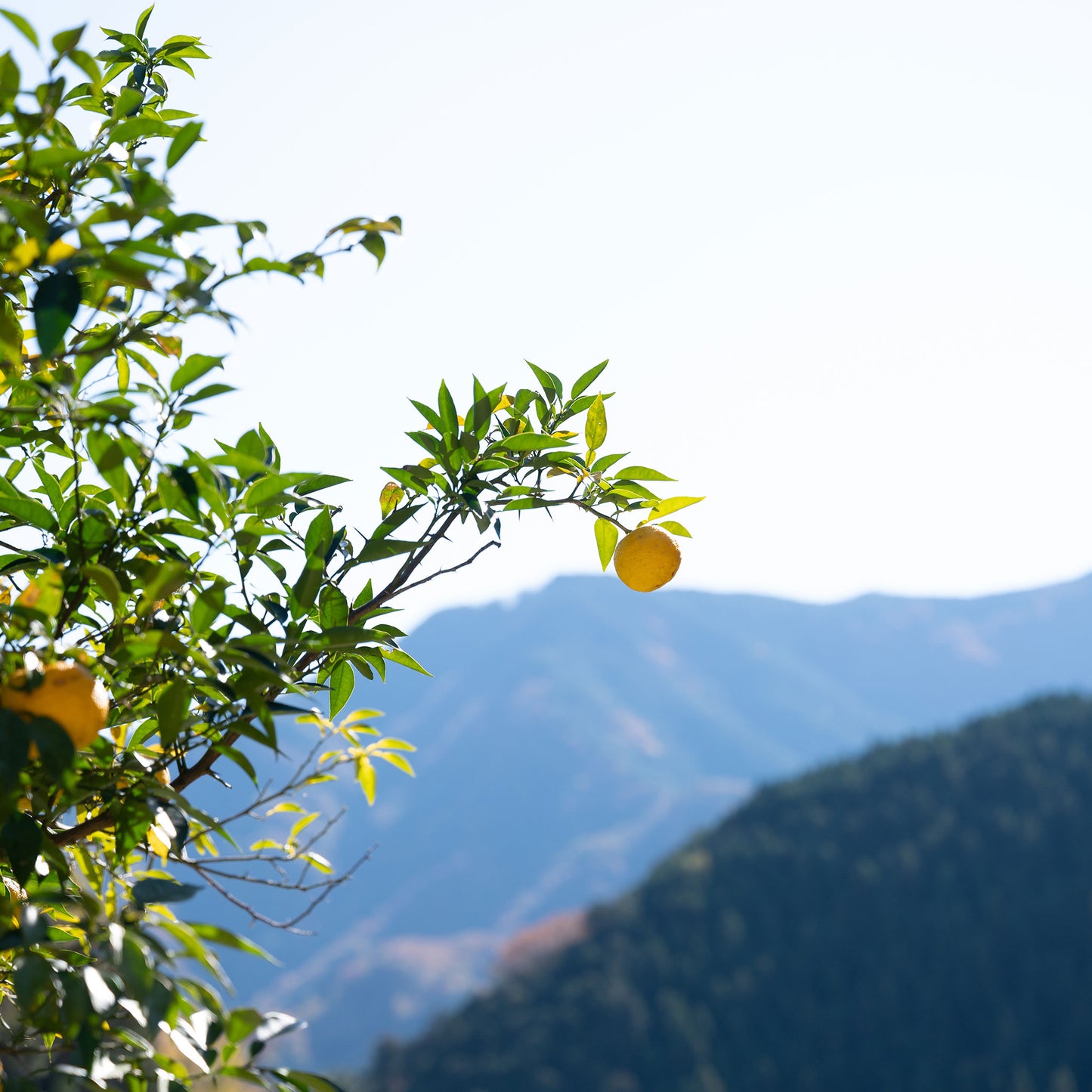 Yuzu Essential Oil - Japanese Citrus